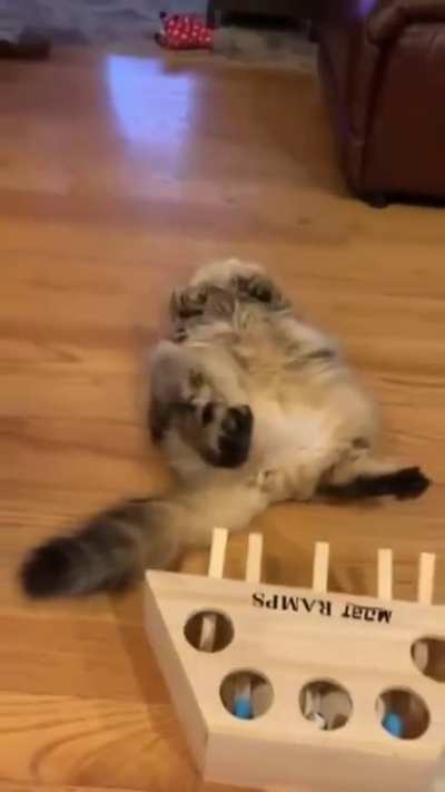 Lazy Little Derp