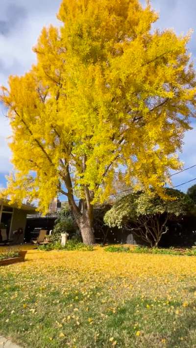 Raining Ginkgo Leaves