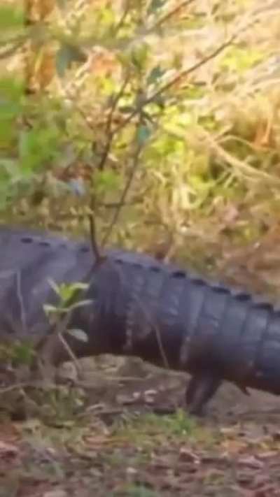 crocybara