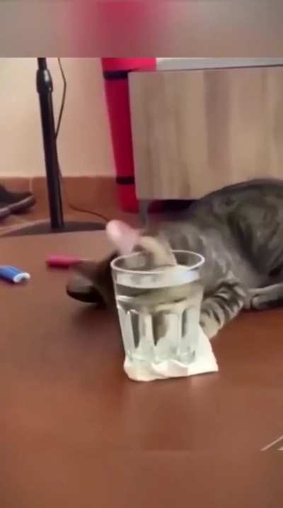 Cats be Cats