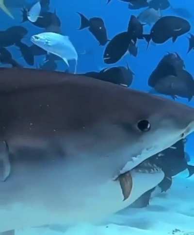 That Tuna&rsquo;s like &ldquo;see ya&rdquo;