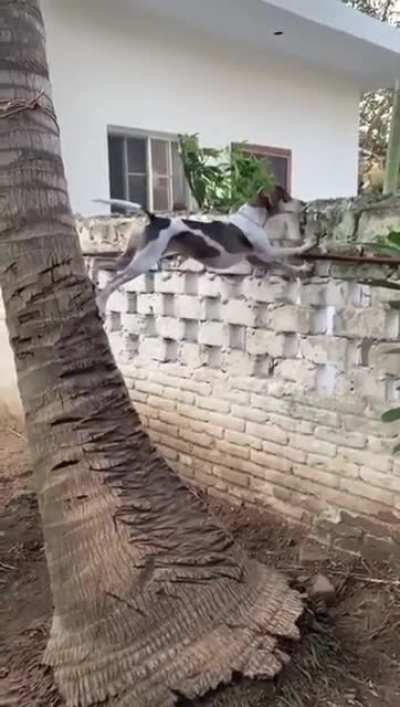 What a smart dog