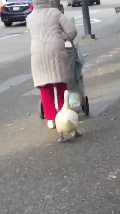There's a "Duck Lady" in Vancouver, and her duck is WEARING SHOES