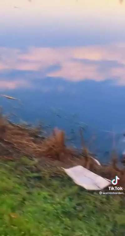 Damn Gators
