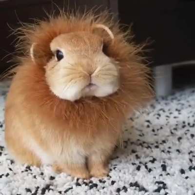 Bunnylion