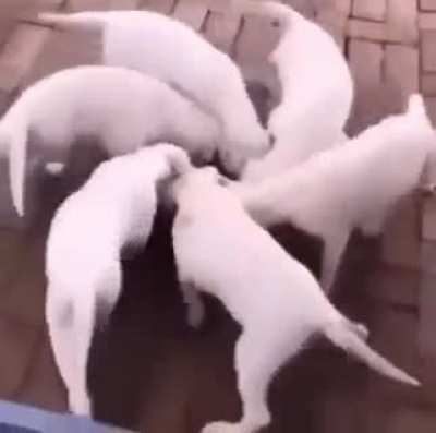 Hyperborean Dogs