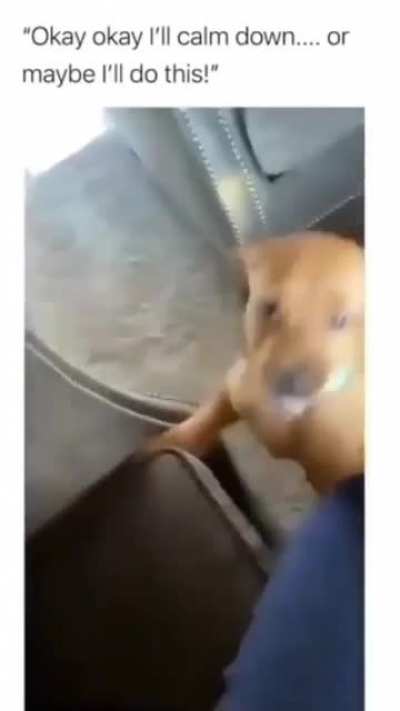 Good boy!