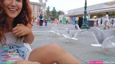 Streamer got assaulted & robbed by birds while trying to eat her sandwich
