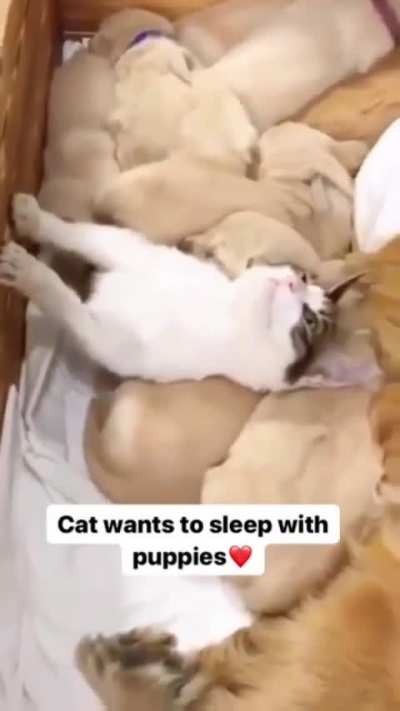 "I like to be covered in puppy" - cat