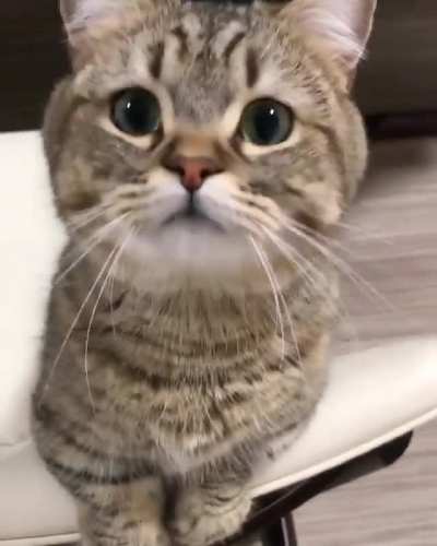 Cute Cat \^ - ^ /