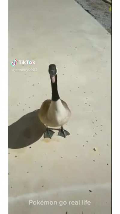 Couldn&rsquo;t catch em