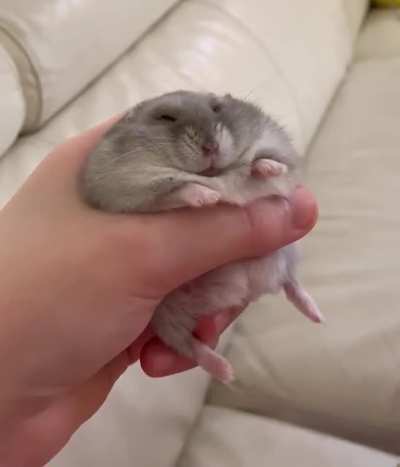 One fluffy Biscuit