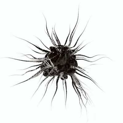 Actinophryid II by Xponentialdesign