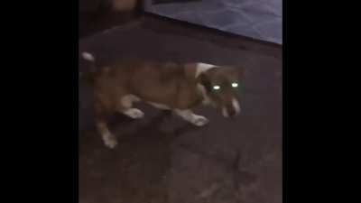 Meshuggah Dog
