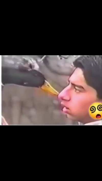 Trying to hypnotize the duck