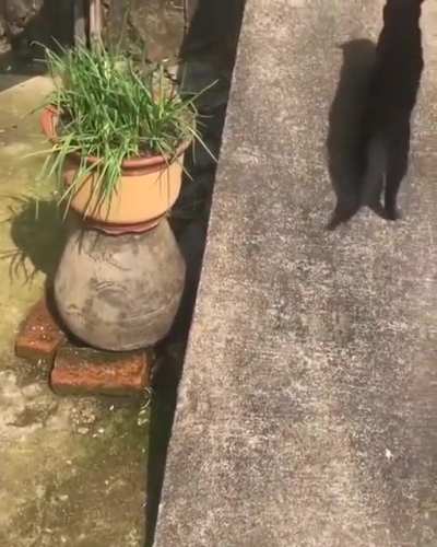Cats haven fun