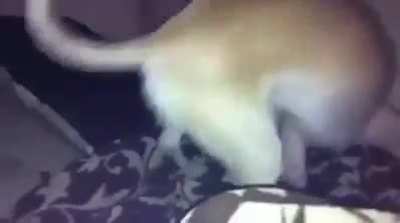Eis que o cachorro tem 999 QI