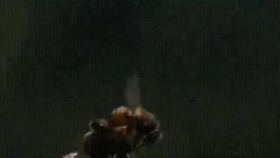 Male bee Dies after Ejaculating while Mating with the Queen bee