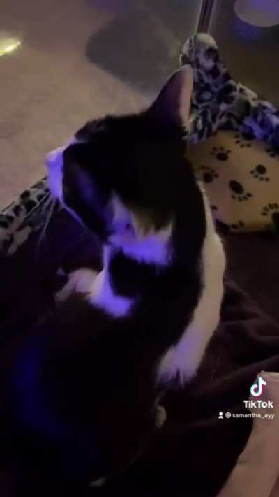 Compilation of my foster mama telling me all about it!