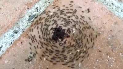 Ants in an ant mill, known as the &ldquo;death spiral&rdquo; or just enjoying a circle pit