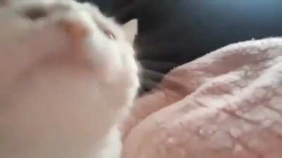 Fofo