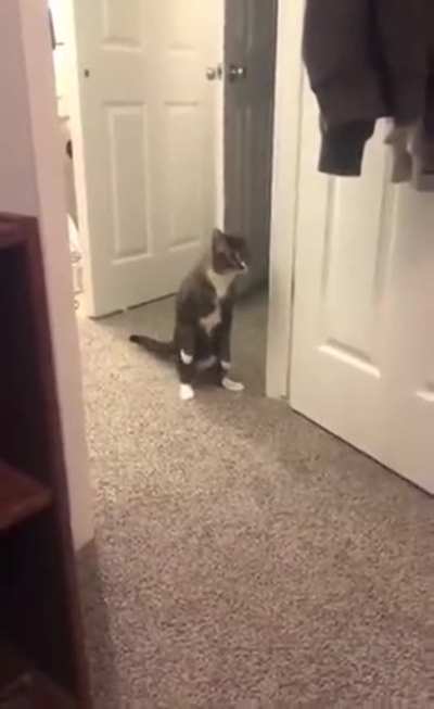 Catto being curious