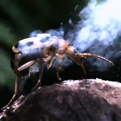 The bombardier beetle exterminates attackers by ejecting a hot noxious chemical spray from the tip of its abdomen. This unique defense mechanism is produced from a reaction between two chemical compounds, hydroquinone and hydrogen peroxide.