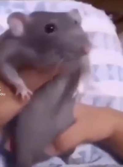 SiCk FuCk FoRcES iNnOcEnT RaT tO DaNcE