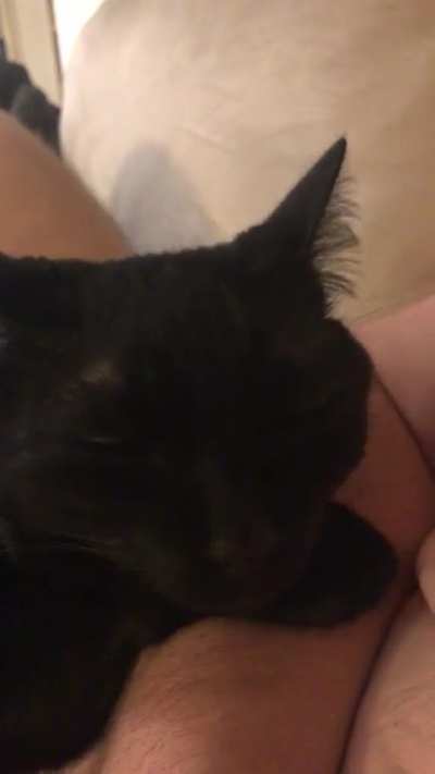 Cake day and I want to share my buddy George. He&rsquo;s the best. Listen to him purr up a storm!