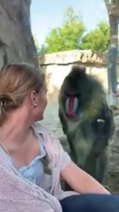 Mandrill monkey shoots his shot