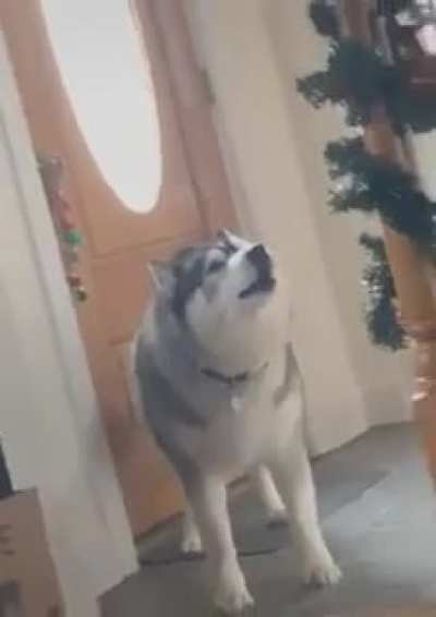 Uriel perro