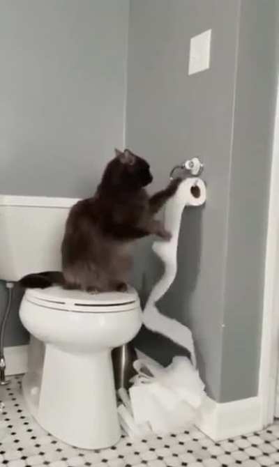Caught red-handed and he&rsquo;s still gonna finish what he started 🤷🏽&zwj;♀️ 🐈&zwj;⬛