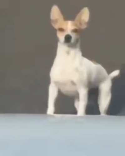 K9 Karen