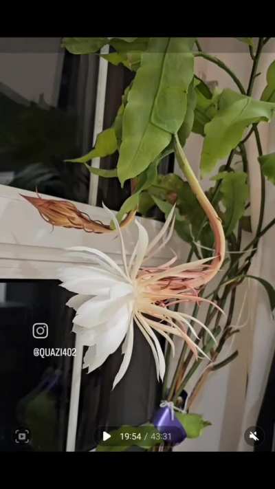 Rare flower bloom