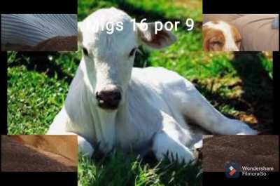 Evolu&ccedil;&atilde;o dos membros Dancing Eggs
