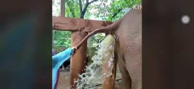 Constipated Elephant/Regretful Animal Handlers (video cred in comments)