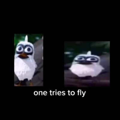 Two birds