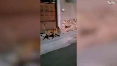 Dog runs down street with a HUMAN HEAD in its mouth after snatching it from grisly crime scene where human remains were dumped at Mexican ATM booth with message warning 'the next head is yours'. WARNING GRAPHIC CONTENT!!!