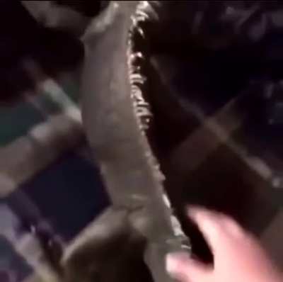 Iguana🦎