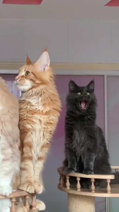 That's who the real tiger is among these cats