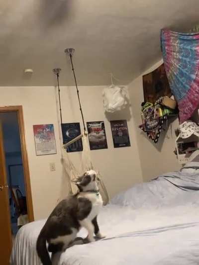 Working on her catculations...