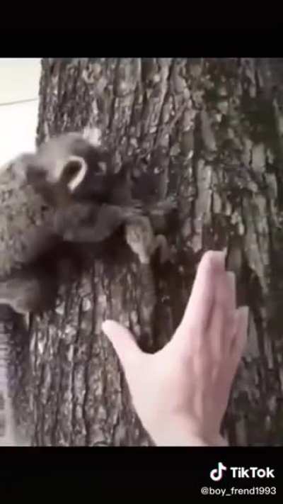 Here&rsquo;s your baby Momma Marmoset