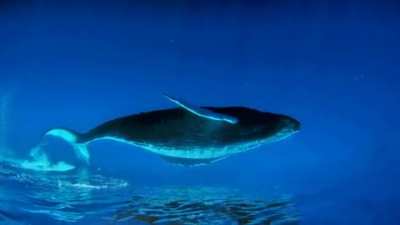 🔥 A beautiful perspective of whales