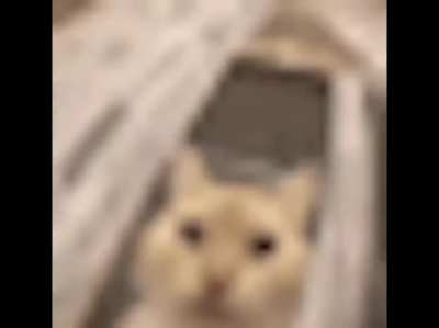 aaaa