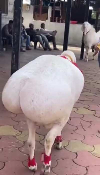 Caked 🐑