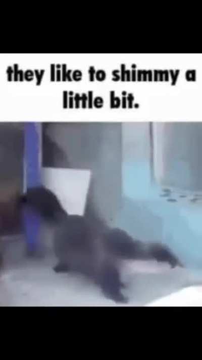 look at him go