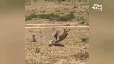 Bicho corre pra carai kkkkk