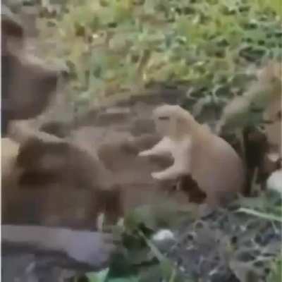 Ignorancia