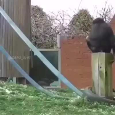 Put a different song on that monke video...