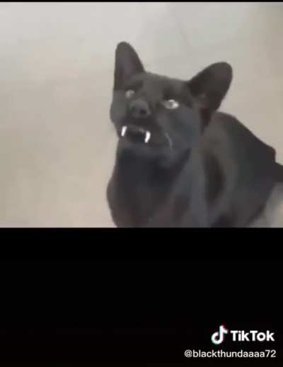 Saber tooth cat